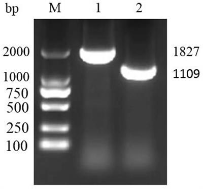 A T3SS Regulator Mutant HY9901 ΔaraC of Vibrio alginolyticus Decreased the Expression of HopPmaJ and Provided Protection to Danio rerio as a Live-Attenuated Vaccine